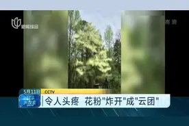 网友拍下罕见“花粉爆炸” 黄色烟雾如同毒气让人窒息视频封面
