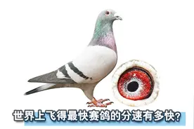 信鸽知识：鸽子的分速是什么？最快赛鸽分速达到了多少？视频封面