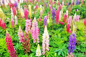 贵阳羊昌花画小镇花开得正漂亮，你知道这是什么花吗？视频封面