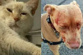 老猫狂揍比特犬，瞬间变成大花脸！可怜有无辜的表情网友笑喷了！视频封面