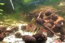 打造生态鱼缸，松果，椰壳，爆藻，最后草缸就成这样了视频封面