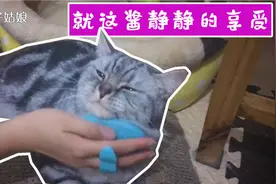 勤劳的铲屎官给猫咪梳毛，瞧这喵星人迷人的单眼皮，舒服的似神仙视频封面