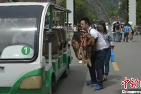 汶川特大地震功勋搜救犬“沈虎”与训导员重回北川图片
