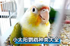 小太阳鹦鹉种类大全，给你逐一介绍，看完涨知识了视频封面