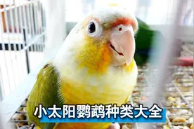 小太阳鹦鹉种类大全，给你逐一介绍，看完涨知识了