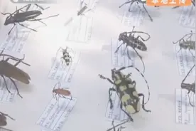害虫天牛的活跃期开始 森林管理者用奇特生物方法来防治视频封面