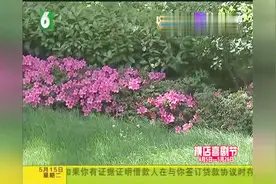 宠物医院剖腹产产下四只小狗，事后又在别家产下第五只？视频封面