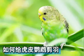 如何给虎皮鹦鹉剪羽？干货，进来学习一下视频封面