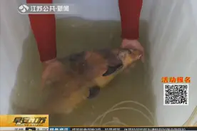 渔民捕获二级保护动物胭脂鱼！自愿将其放生 民警协助！视频封面