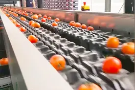 实拍西红柿包装流水线，这样包装一下又能多卖不少钱吧视频封面