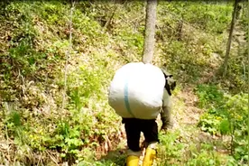 东北大叔背野菜爬90度陡坡，两趟翻山越岭过河，这体力厉害啊！视频封面