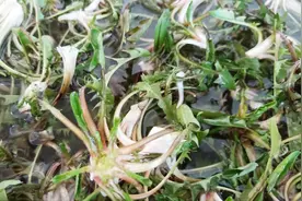 蒲公英是怎么做成茶的，农村妹子这样的晾晒方法你肯定没见过视频封面