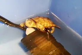 养龟大师教你乌龟感冒的正确治疗方法，简单快捷效果显著