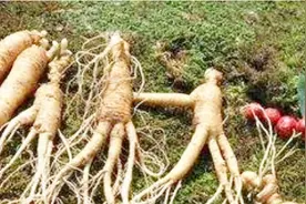 农民在长白山挖到人参后为什么会给人参绑红绳？看完解开多年疑惑视频封面