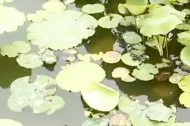 杭州旅游打卡新去处！夏季的八卦田 荷叶连田田视频封面