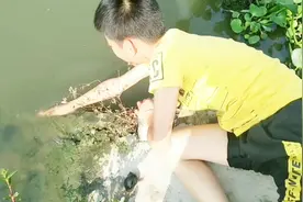 带儿子出去郊游，没想到还捞到了很多大大的田螺，可以美餐一顿了视频封面