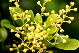 盆栽米兰花养护注意这一点，四季开花，枝叶茂盛，香飘满屋！视频封面