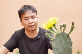 仙人掌开花并不难，注意3点，年年开花，就是这么简单视频封面