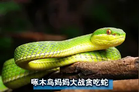 感动！啄木鸟妈妈大战贪吃蛇，只是为了救宝宝！视频封面