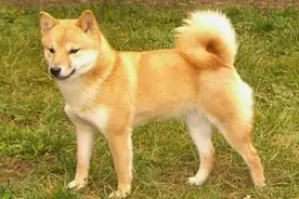 柴犬和秋田犬这两种狗的区别有哪些，知道这几个方面分清楚很简单视频封面