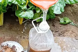 香油渣子肥这样用，简单有效，蔬菜得长壮，口感好，全是经验之谈视频封面