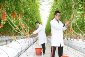 有机质营养土配制，有机无土栽培技术2视频封面