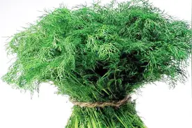 茴香浑身都是宝，不仅调理虚寒，那还能暖胃，女性必吃！视频封面