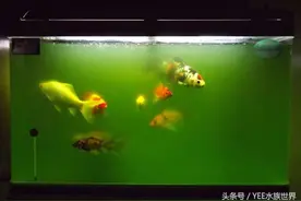 一条毛巾搞定全缸绿水，小妙招简单有效图片