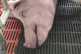 发现猪流白色黏性鼻涕，你能快速诊断疾病吗？这里告诉你方法！视频封面