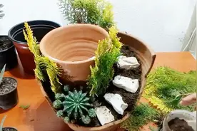 摔破了花盆，竟然还能做多肉组合盆景，造型太惊艳，怎么做出来的视频封面