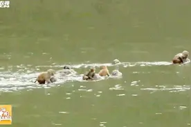 乡村奇景：百猴过江！号声一响，百只猴子林中蹿出，跳水过河