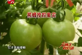 西红柿屡屡出现畸形，熊蜂授粉帮你解决烦恼视频封面