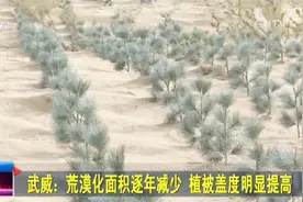 甘肃武威：荒漠化面积逐年减少 植被盖度明显提高视频封面