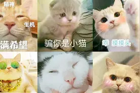 原来微信表情包都藏在这里，以后斗图再也不怕了，快看看吧视频封面