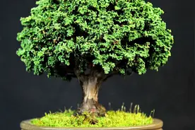 高手制作圆柏掌上盆景全过程，制作要点都有哪些？视频封面
