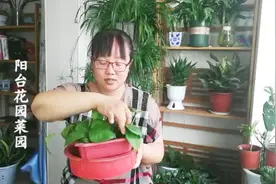 绿萝扦插，最快生根法，3天冒出大白根，百分百成活视频封面