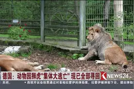 猛兽“越狱大逃亡”！两只老虎趁洪水猛涨 竟然冲出动物园笼舍！视频封面