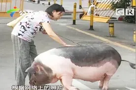 深圳一小区现180 斤重猪和主人同吃同住 9 年，8 万都不卖！视频封面