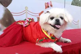 宫延犬京巴，为什么现在大家都不喜欢养了？答案万万没想到视频封面