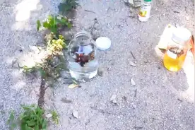 为什么人们会想到使用马蜂来泡酒呢？原来有这么多好处视频封面