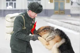 退役后的军犬最后都去哪了？看完真的好心酸视频封面