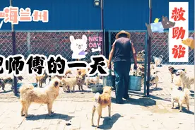 兰州救助流浪动物爱心接力站倪师傅的一天视频封面