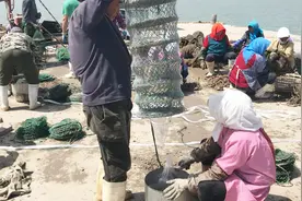 山东日照：休渔期的渔民们，养殖扇贝忙，一斤扇贝6块钱视频封面