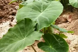 刚种下的麻薯你见过 吗？人人都爱吃视频封面