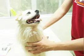 狗狗有肾脏病？可以这样按摩帮它治疗视频封面