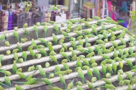 印度男子无聊逗鹦鹉，引来3000多只飞来常住，场面壮观视频封面