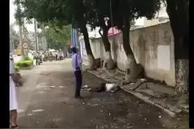 不值得！广西一男子路边爬树摘芒果坠亡图片
