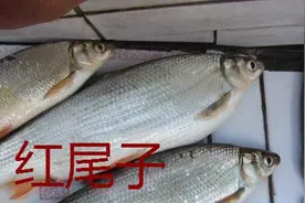 红尾子要吃虾？叫了多年的红尾子，您真的认对了吗？图片
