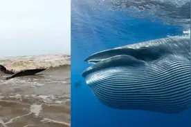 湛江12米长鲸鱼搁浅：已死亡将做标本视频封面