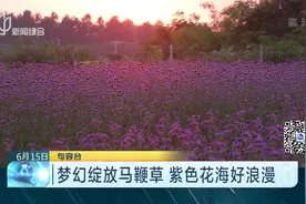 美不胜收！梦幻绽放马鞭草 紫色花海好浪漫视频封面
